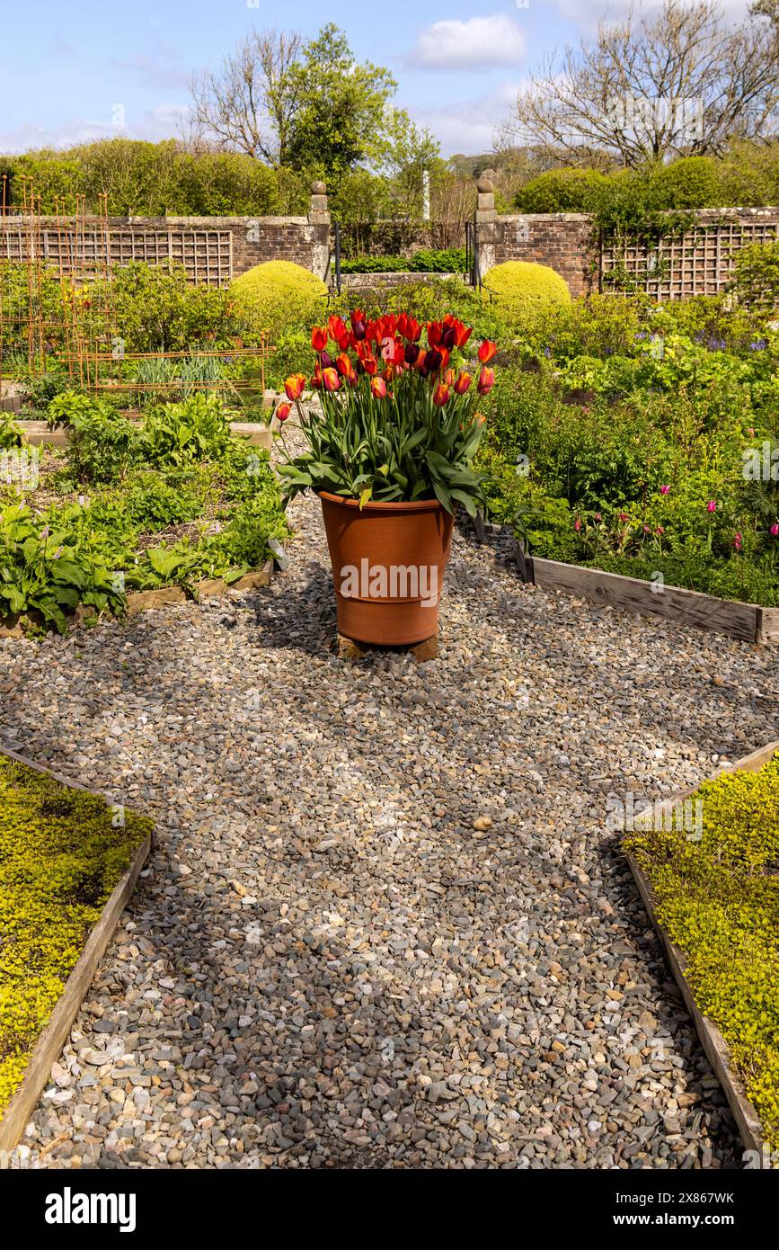 Spring in the Garden of Wordsworth House, childhood home of the poet Wiliiam Wordsworth, Cockermouth, Cumbria, Lake District, England, Great Britain. Stock Photo