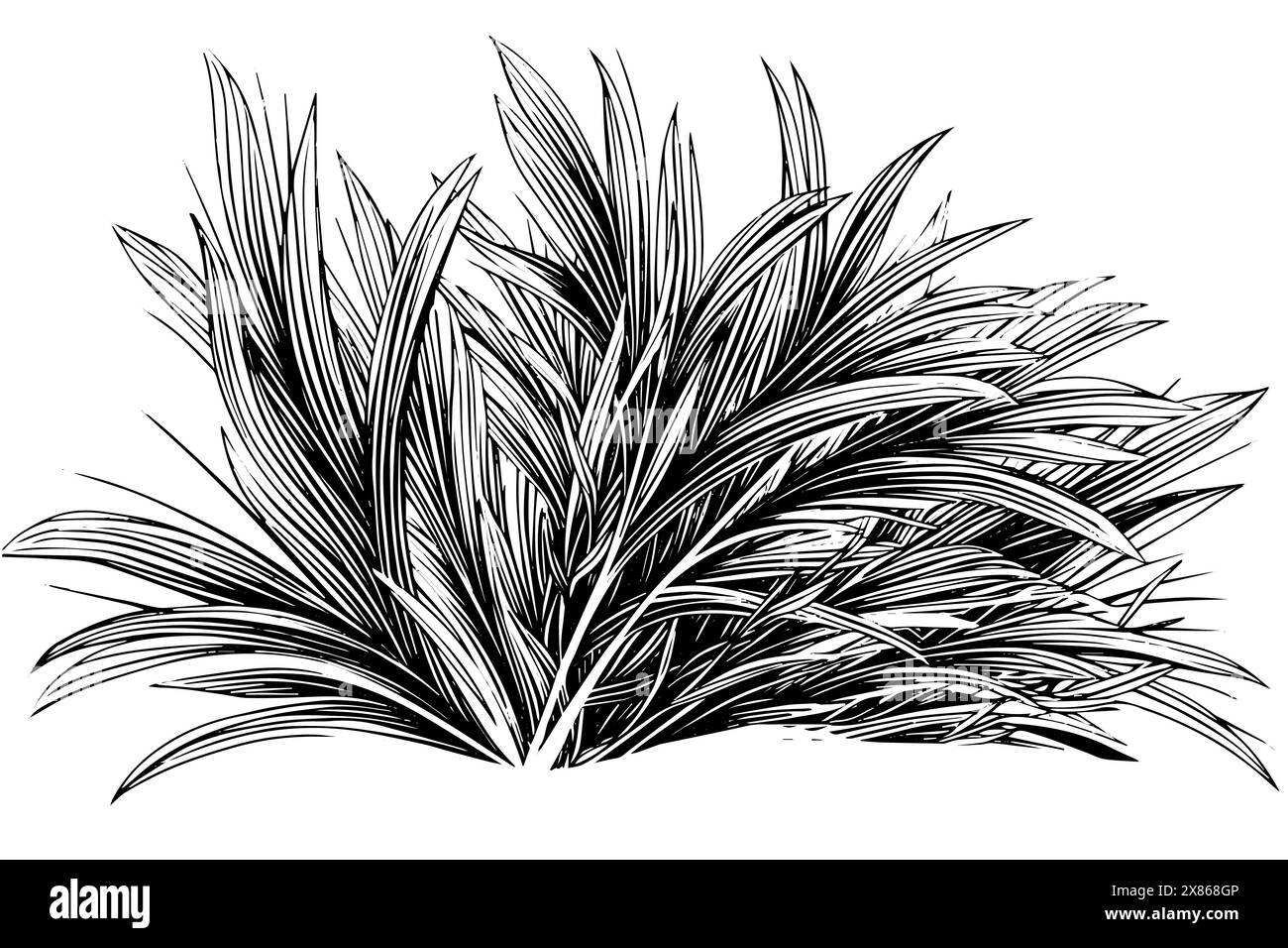 Vintage Hand-Drawn Grass Vector Sketch. Engraved style plant illustration. Stock Vector