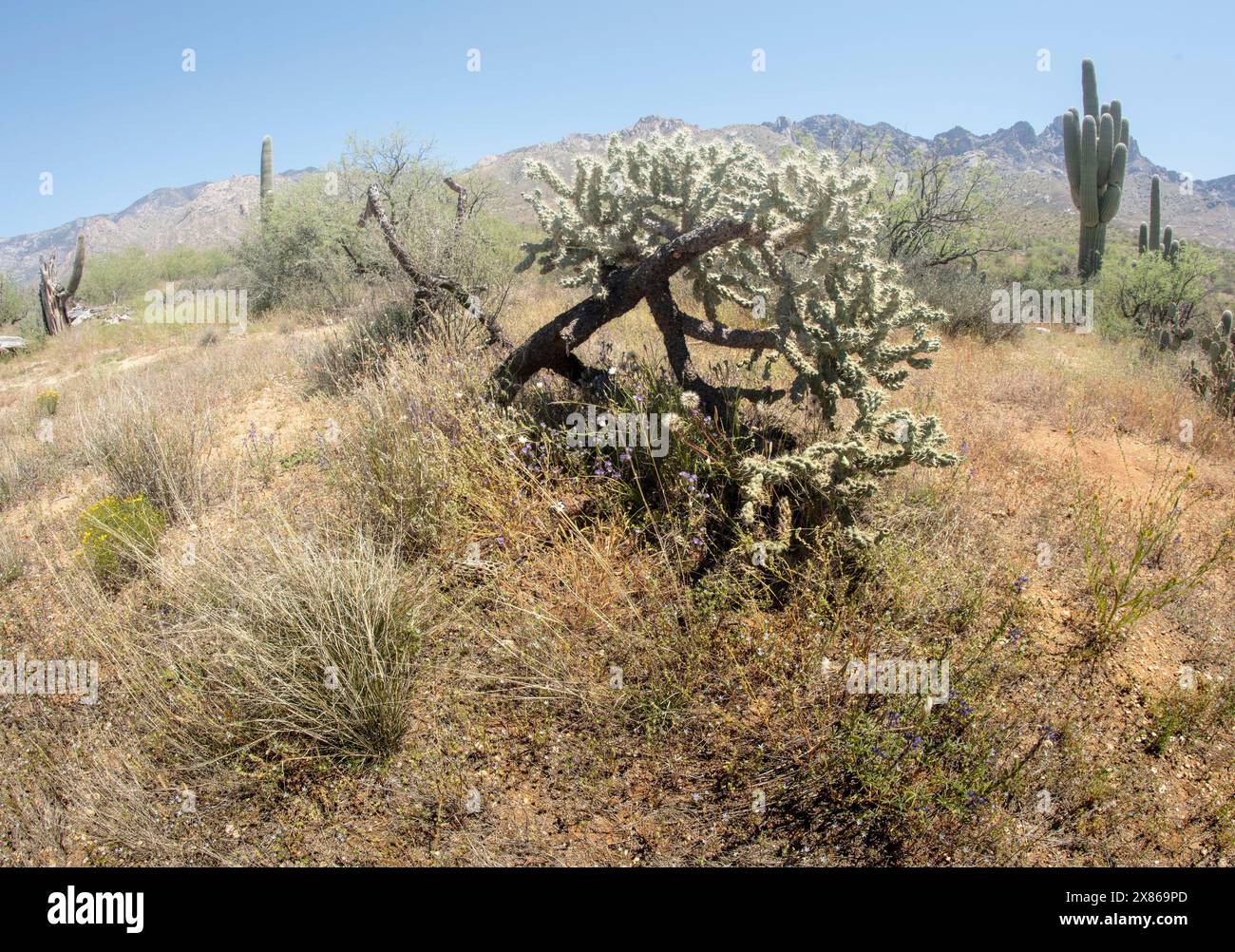 Natural close up flowering plant portrait of Smooth chain-fruit Cholla ...