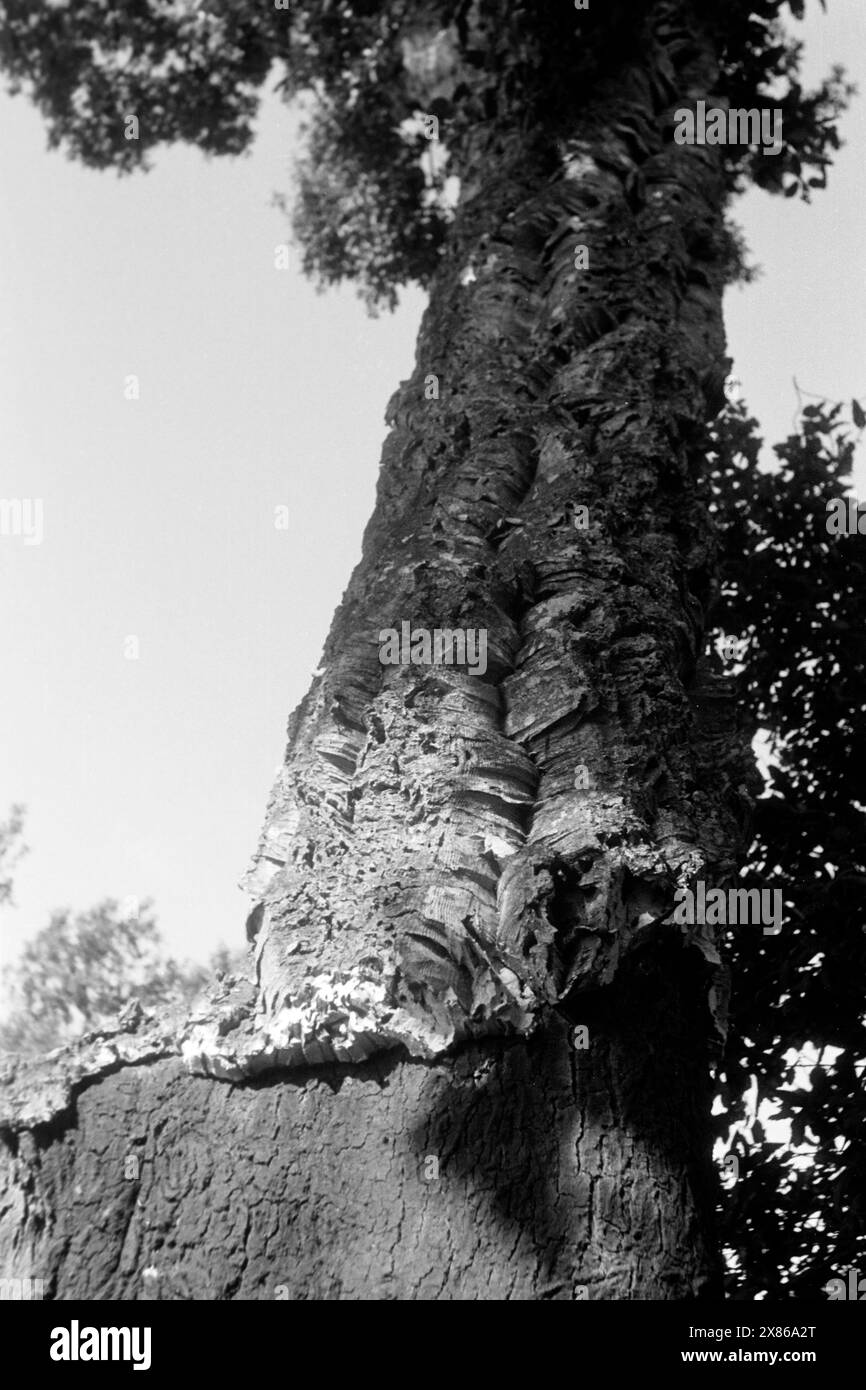 Teilweise abgeschälte Korkeichen ragen in den Himmel an der katalonischen Mittelmeerküste, die zu ihrem natürlichen Verbreitungsgebiet zählt, Spanien 1957. Partially peeled cork oaks tower into the sky on the Catalonian Mediterranean coast, one of their natural habitats, Spain 1957. Stock Photo