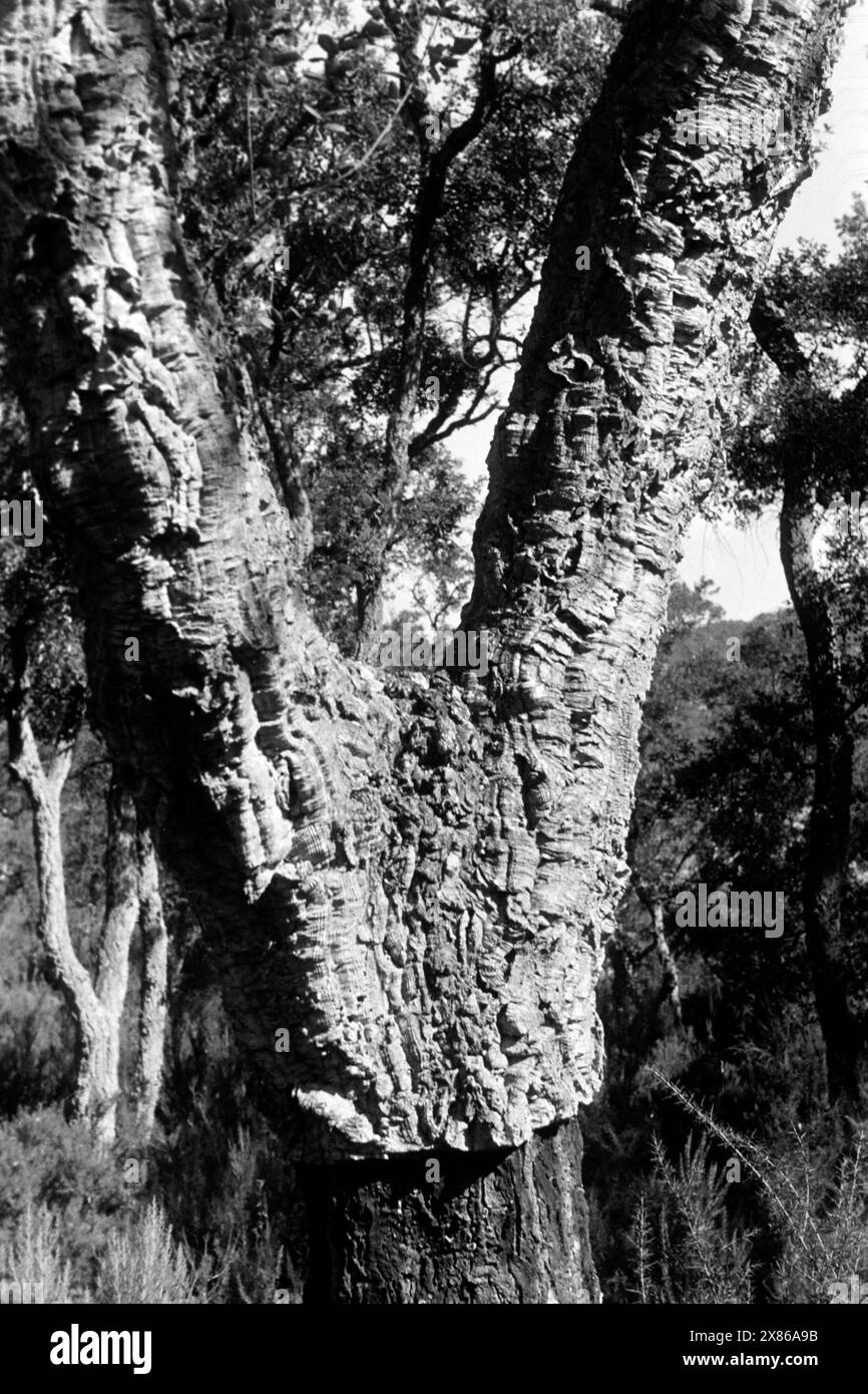 Teilweise abgeschälte Korkeichen ragen in den Himmel an der katalonischen Mittelmeerküste, die zu ihrem natürlichen Verbreitungsgebiet zählt, Spanien 1957. Partially peeled cork oaks tower into the sky on the Catalonian Mediterranean coast, one of their natural habitats, Spain 1957. Stock Photo