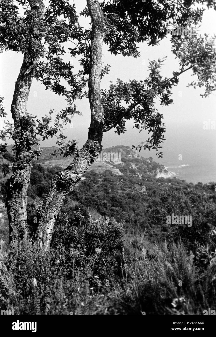 Eine Korkeiche ragt in den Himmel an der katalonischen Mittelmeerküste, die zu ihrem natürlichen Verbreitungsgebiet zählt, Spanien 1957. A cork oak towers into the sky on the Catalonian Mediterranean coast, one of its natural habitats, Spain 1957. Stock Photo