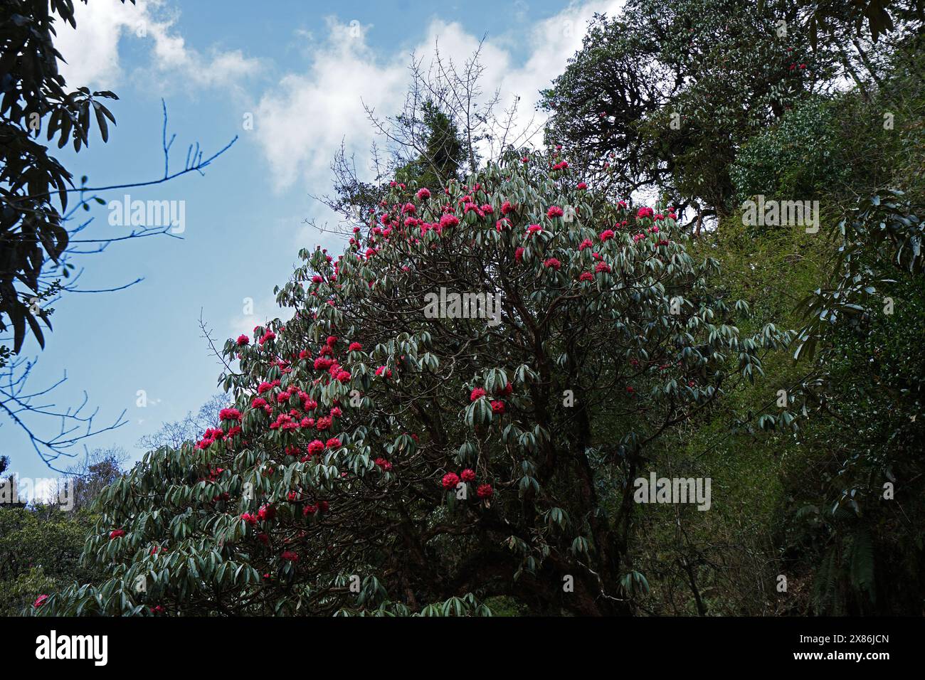 Natural landscape of blooming Rhododendron(Azalea) plant- one of the largest shrubs in genus Ericaceae family well known as evergreen leaves- Nepal Stock Photo