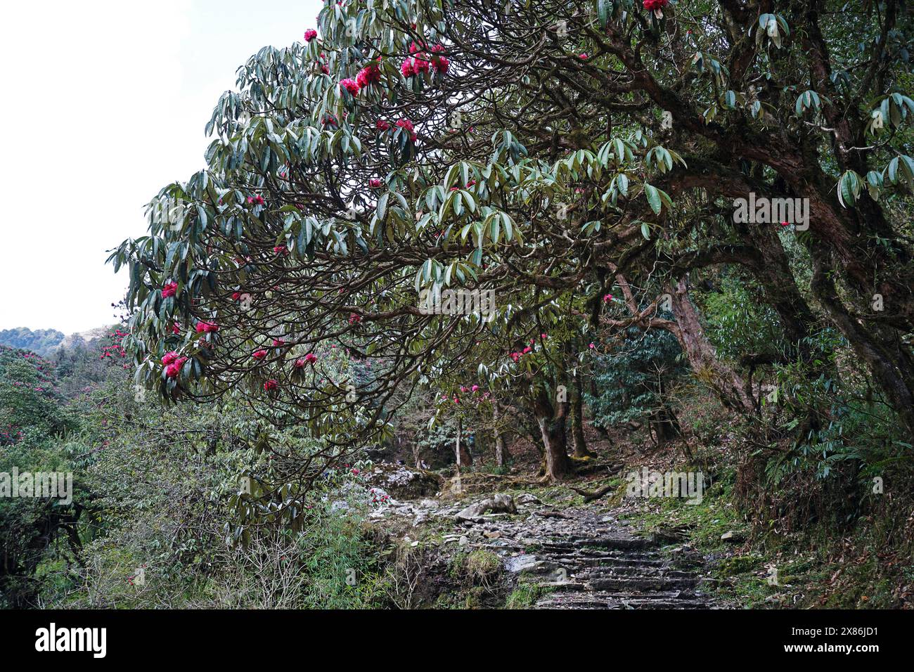 Natural landscape of blooming Rhododendron(Azalea) plant one of the