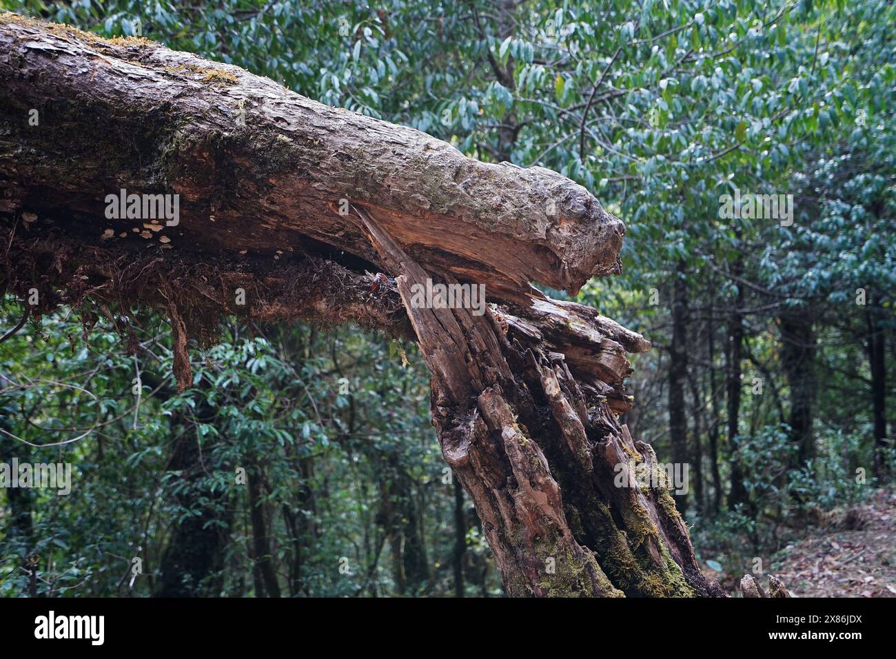 Close up fell down tree in natural green forest park Stock Photo
