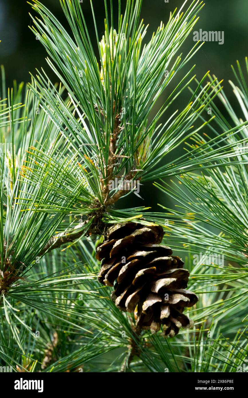 Macedonian Pine Pinus peuce, Cone Balkan Pine Stock Photo