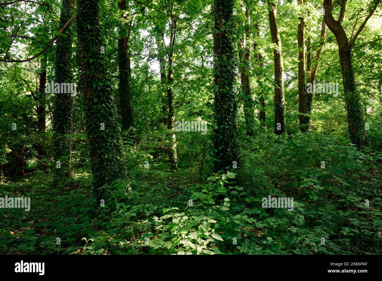 Dense forest rays sunshine hi-res stock photography and images - Alamy