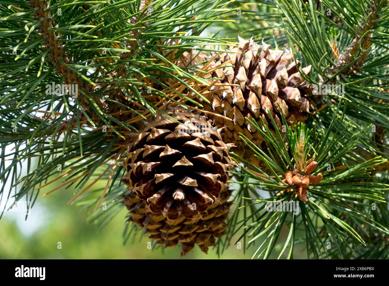 Colorado Bristlecone Pine Cones, Table Mountain Pine Pinus pungens, Hickory Pine Foxtail Pine Stock Photo