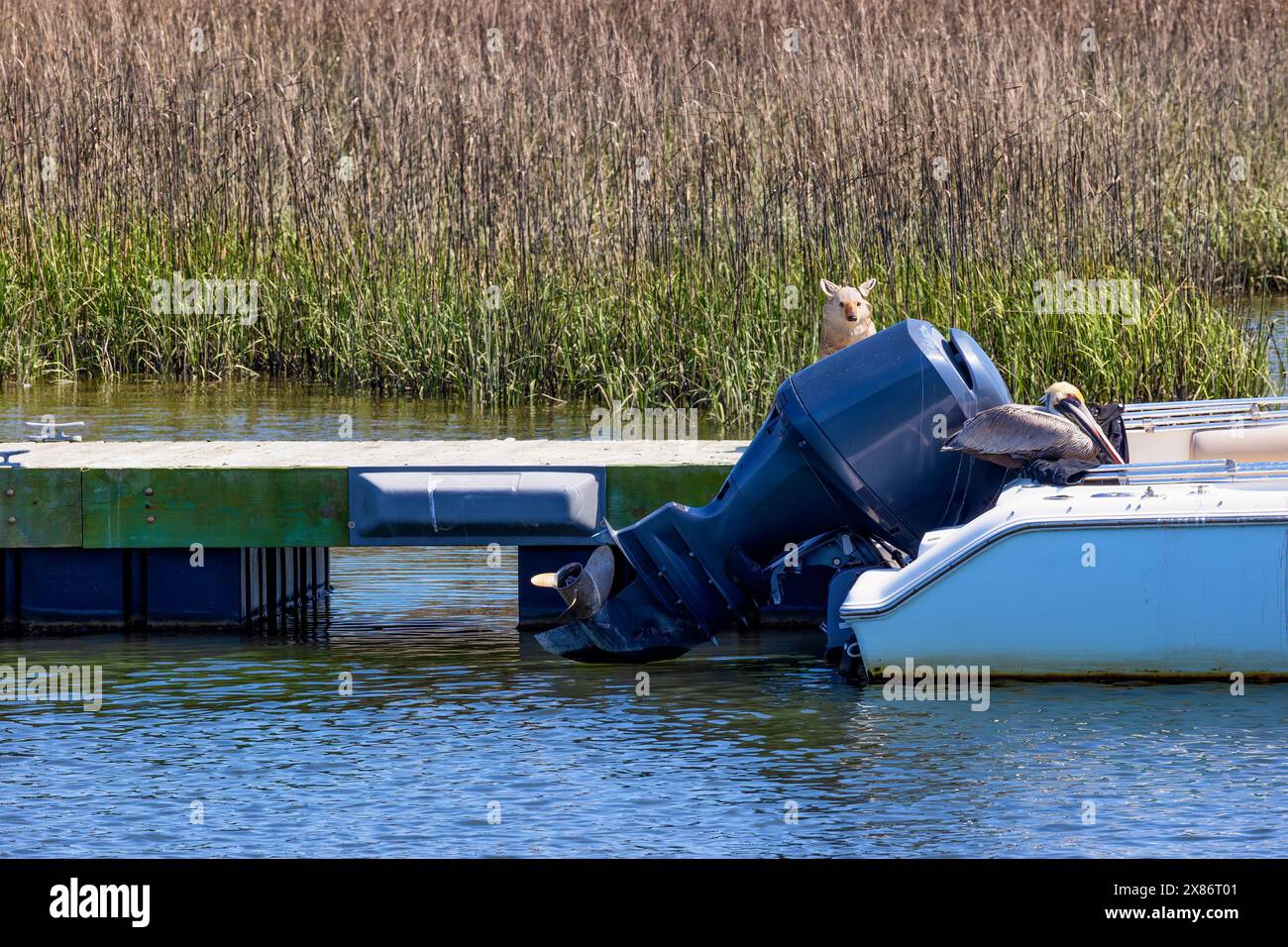 Decoy park hi-res stock photography and images - Alamy