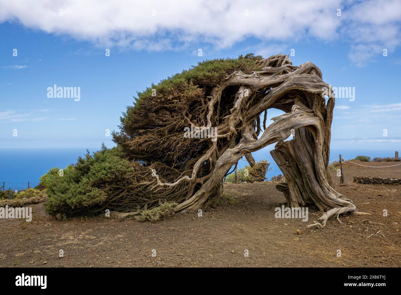 Juniper tree in El Sabinar on the Canary Island of El Hierro Stock ...
