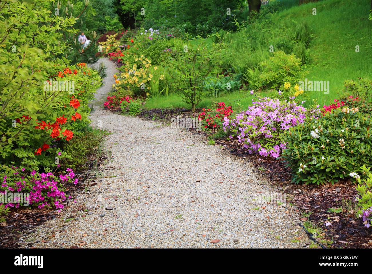 Rhododendron species botanical garden hi-res stock photography and images -  Alamy