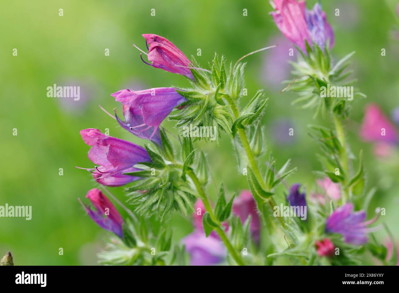 Pattersons curse hi-res stock photography and images - Alamy