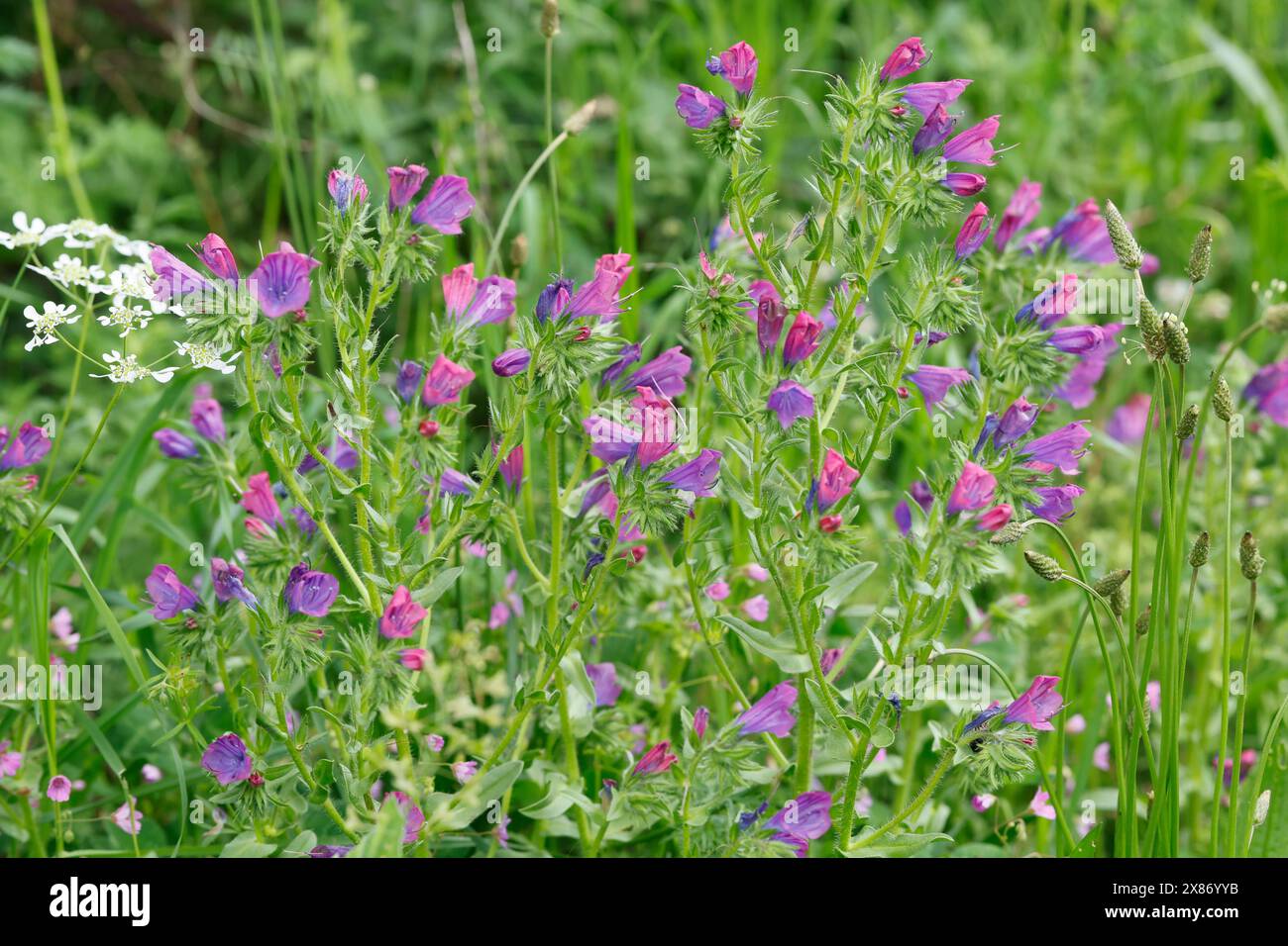 Wegerichblättriger Natternkopf, Wegerich-Natternkopf, Echium plantagineum, purple viper's-bugloss, Patterson's curse, Salvation Jane, la Vipérine faux Stock Photo