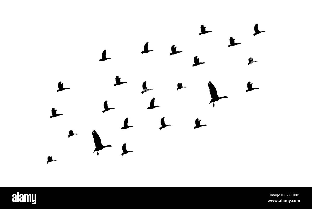 Flying bird illustration vector Black and White Stock Photos & Images ...