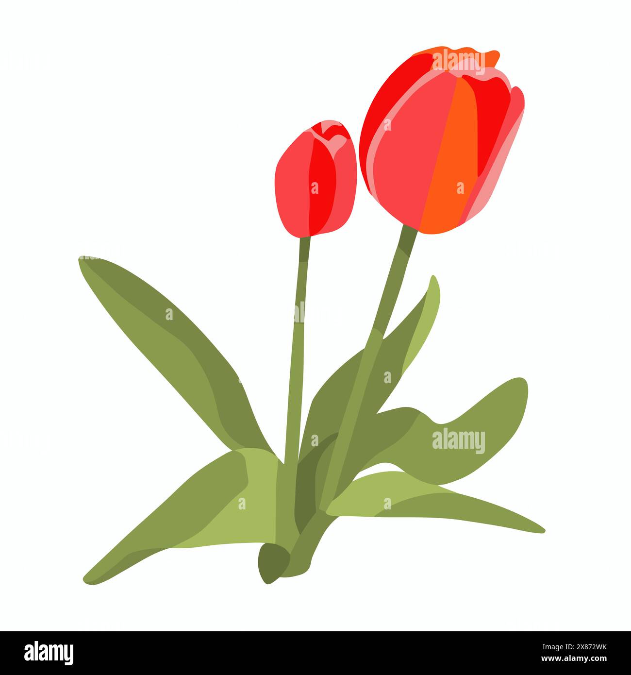 Vector isolated illustration of tulips on a white background Stock ...