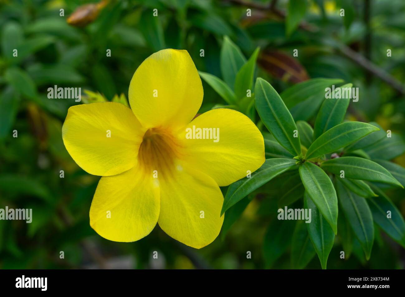 A Golden trumpet flower in a garden park at Apia Samoa, South Pacific. Stock Photo