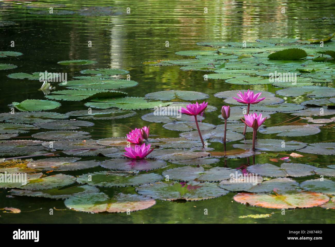 Pint water lily on a pond Stock Photo