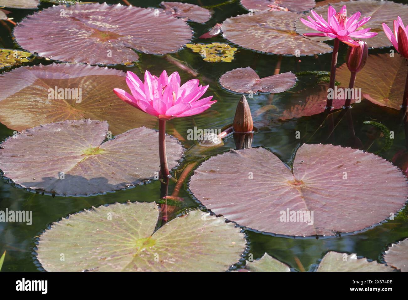 Pint water lily on a pond Stock Photo