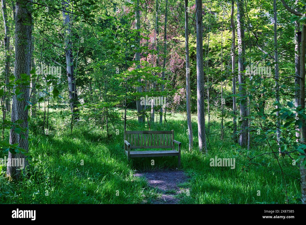 A wooden bench in a lush green forest surrounded by tall trees and ...