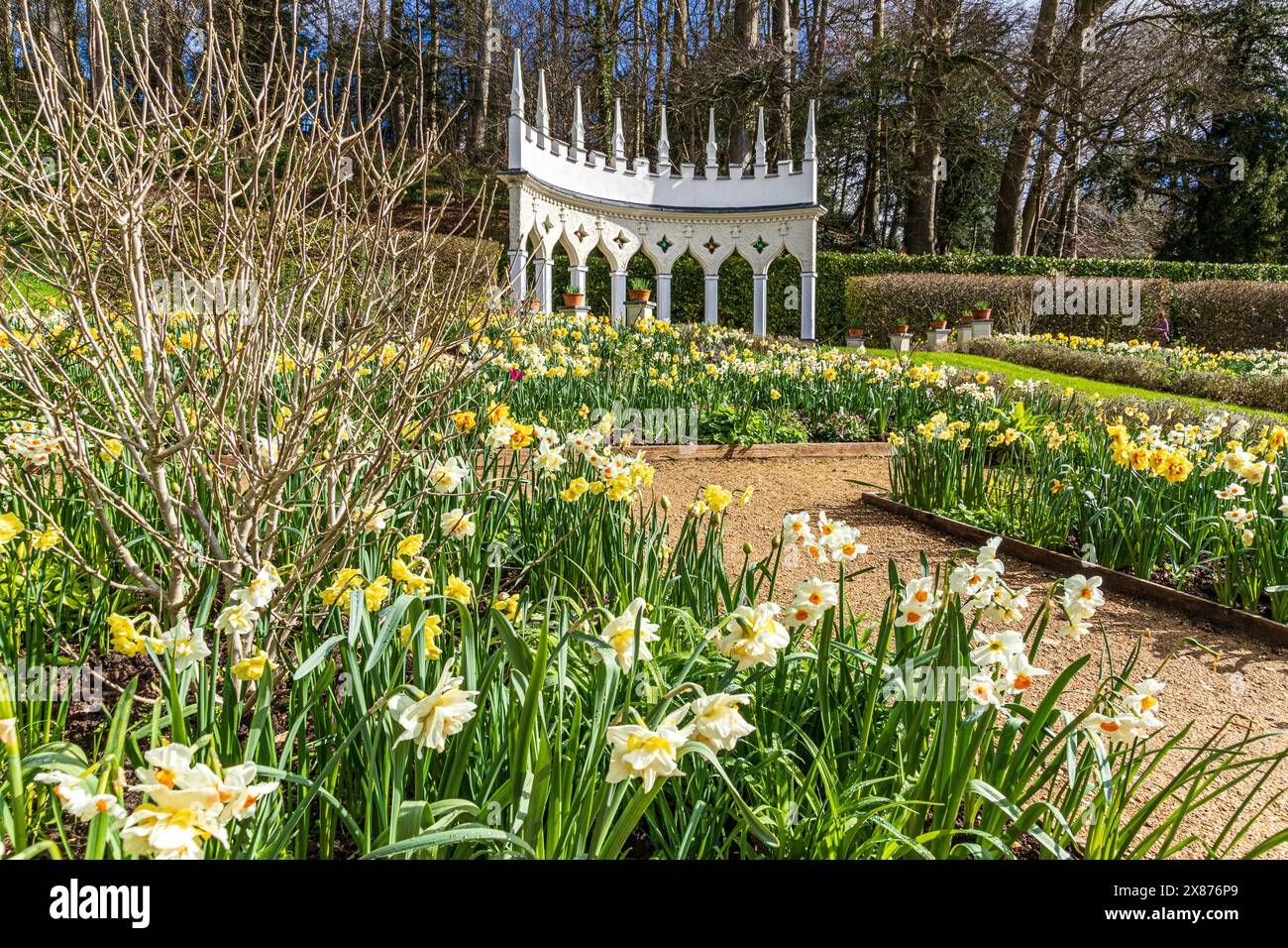 Daffodils in spring in front of the Exedra in Painswick Rococo Garden ...