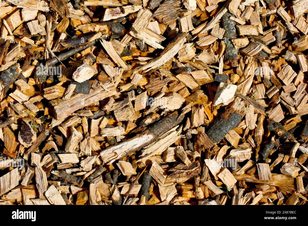 Close up of a mass of wood chips or chippings left behind on a woodland floor after work to remove a fallen tree. Stock Photo