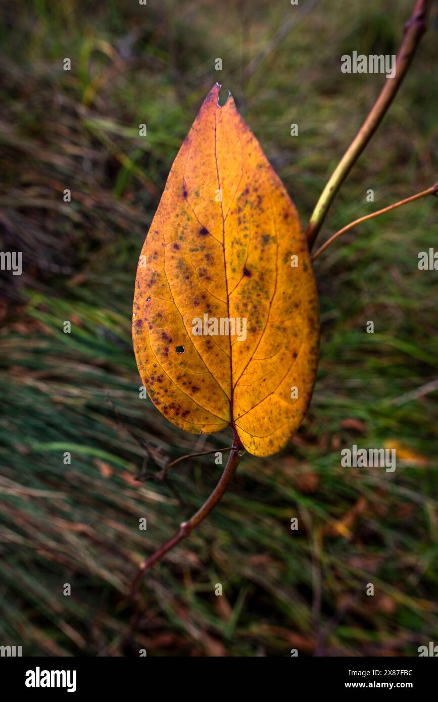closeup of a yellow leaf with green spots on a green background Stock