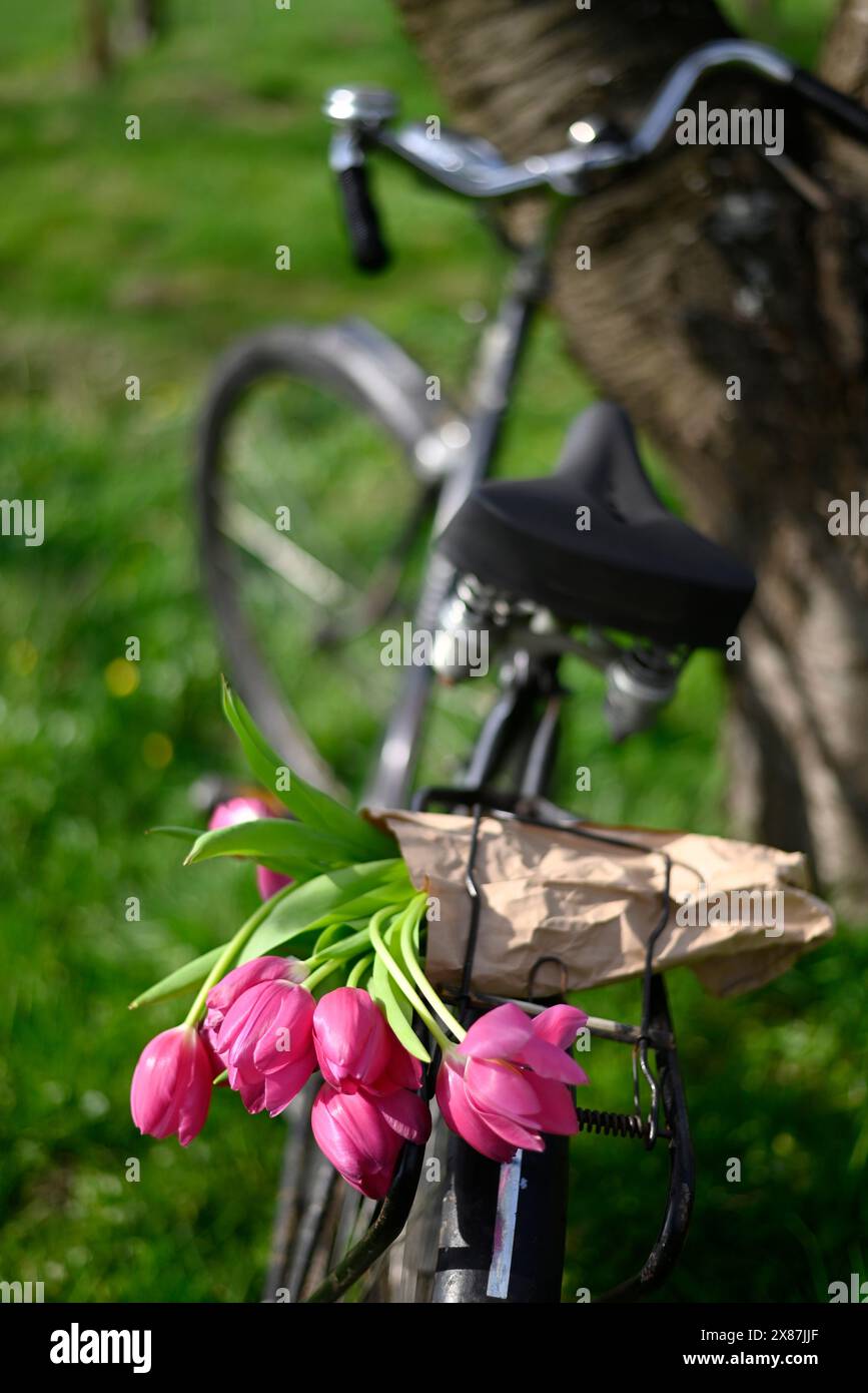 Pink tulips on bicycle luggage rack Stock Photo