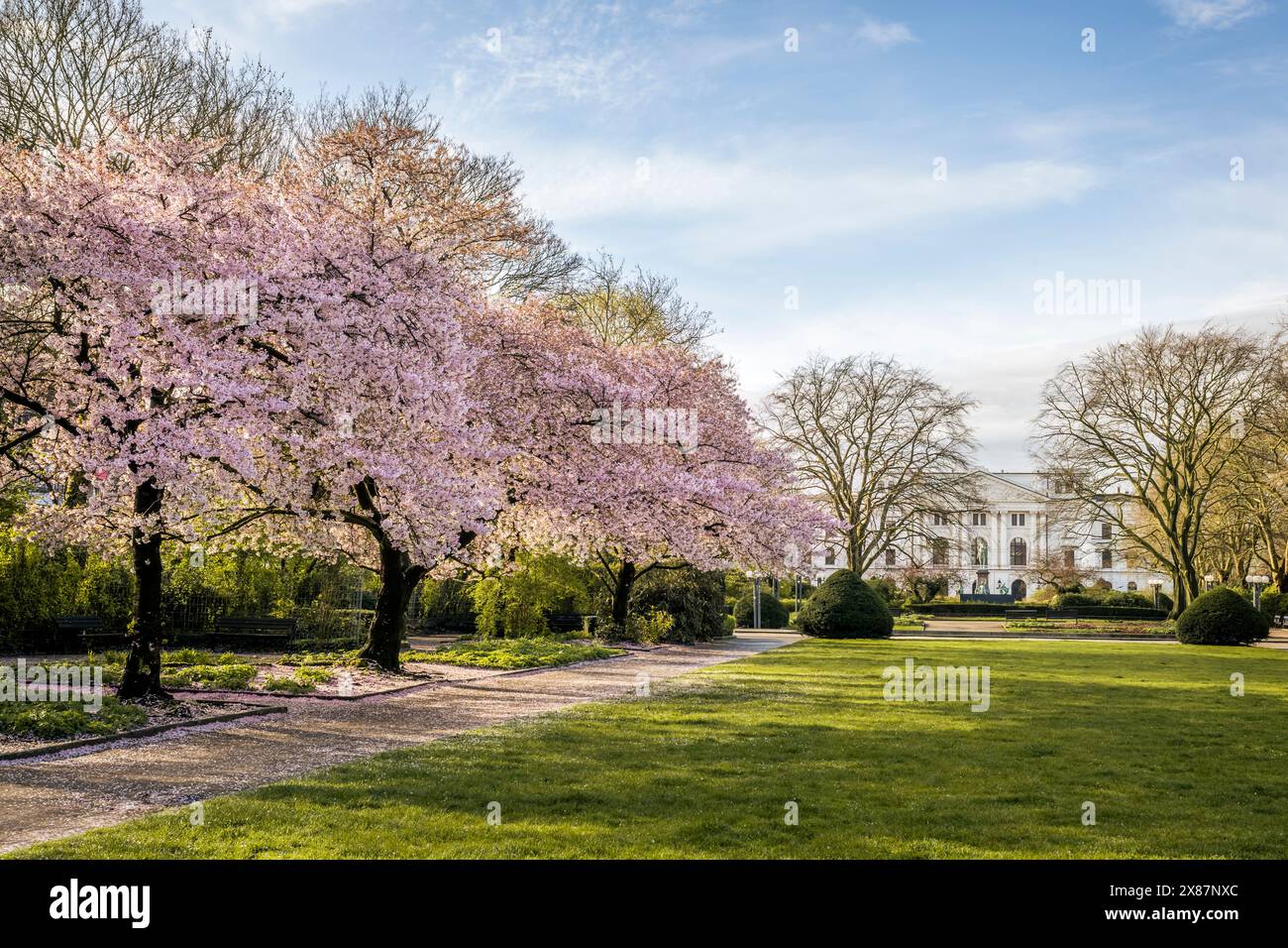 Germany, Hamburg, Cherry Blossoms in Altona park Stock Photo