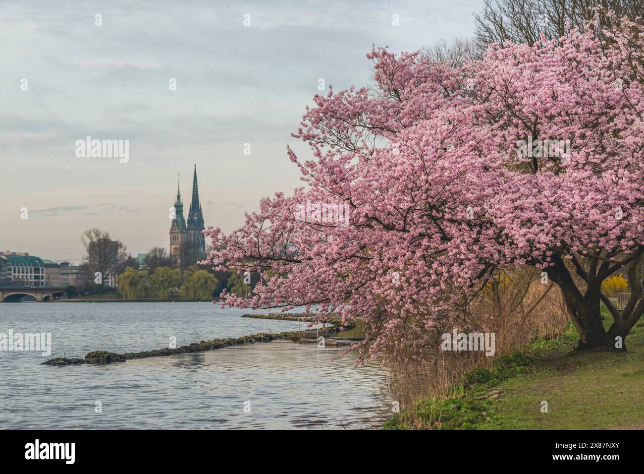 Germany, Hamburg, Cherry tree blossoming on shore of Alster lake Stock Photo