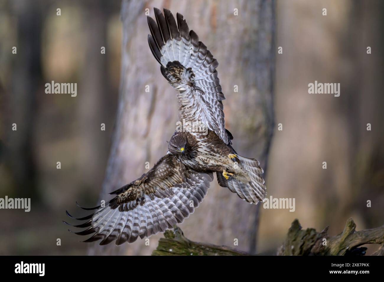 Buteo buteo flight wing wings hi-res stock photography and images - Alamy