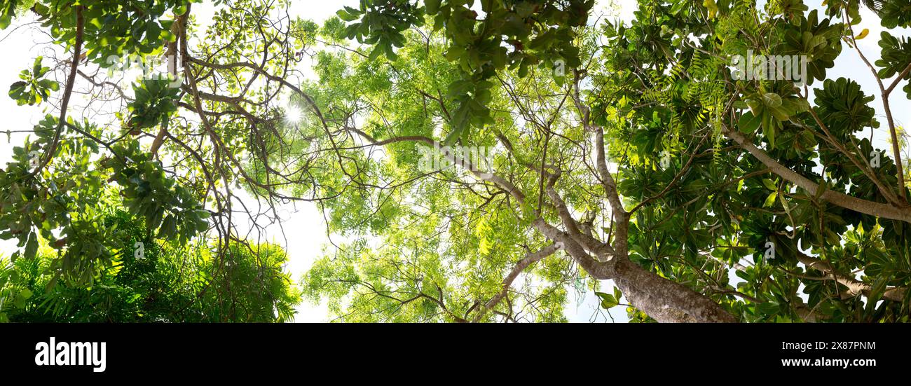 Lush green trees hi-res stock photography and images - Alamy