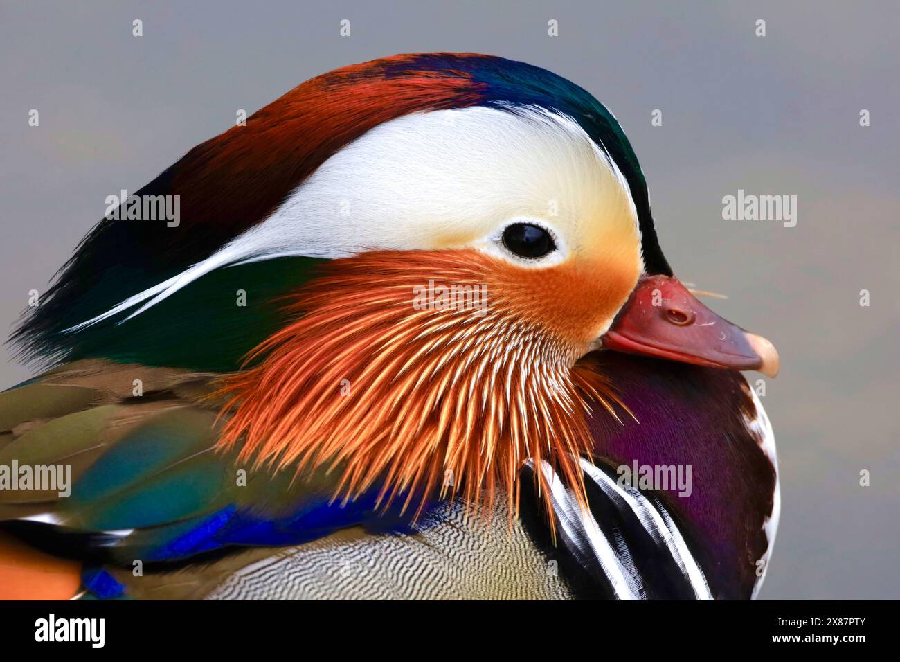 Portrait of colorful Mandarin duck Stock Photo - Alamy