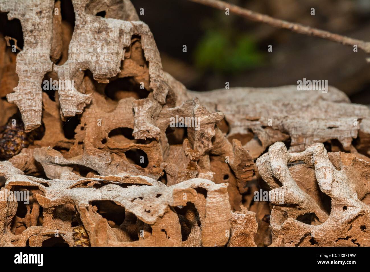 Carpenter Ant Galleries Stock Photo - Alamy