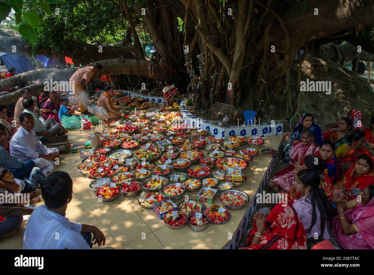 Local Indu Devotees gather to worship the banyan tree near Sonargaon Upazila ...