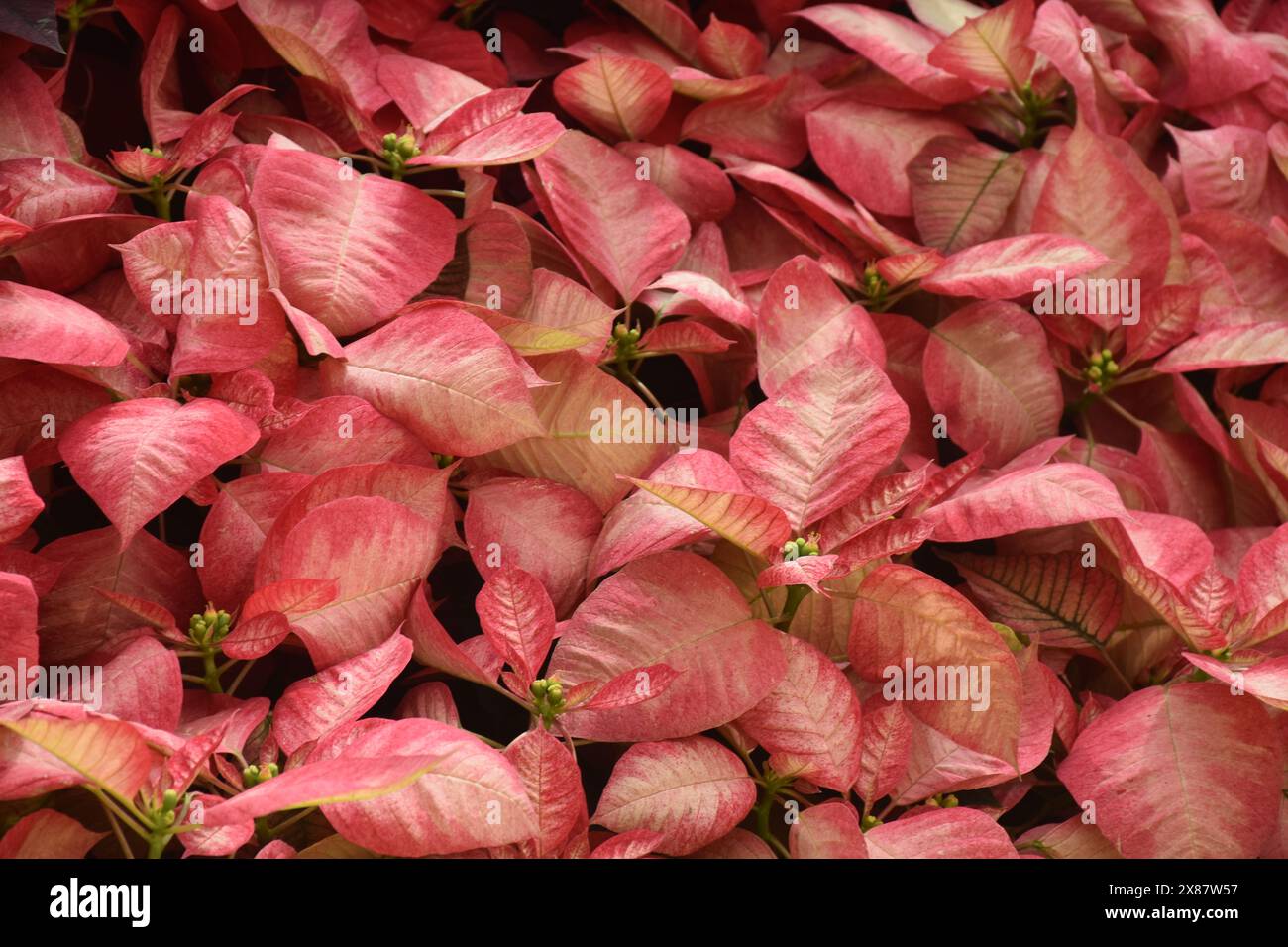 pink, white, red gorgeous poinsettia christmas plant leaves , plants in the garden Stock Photo