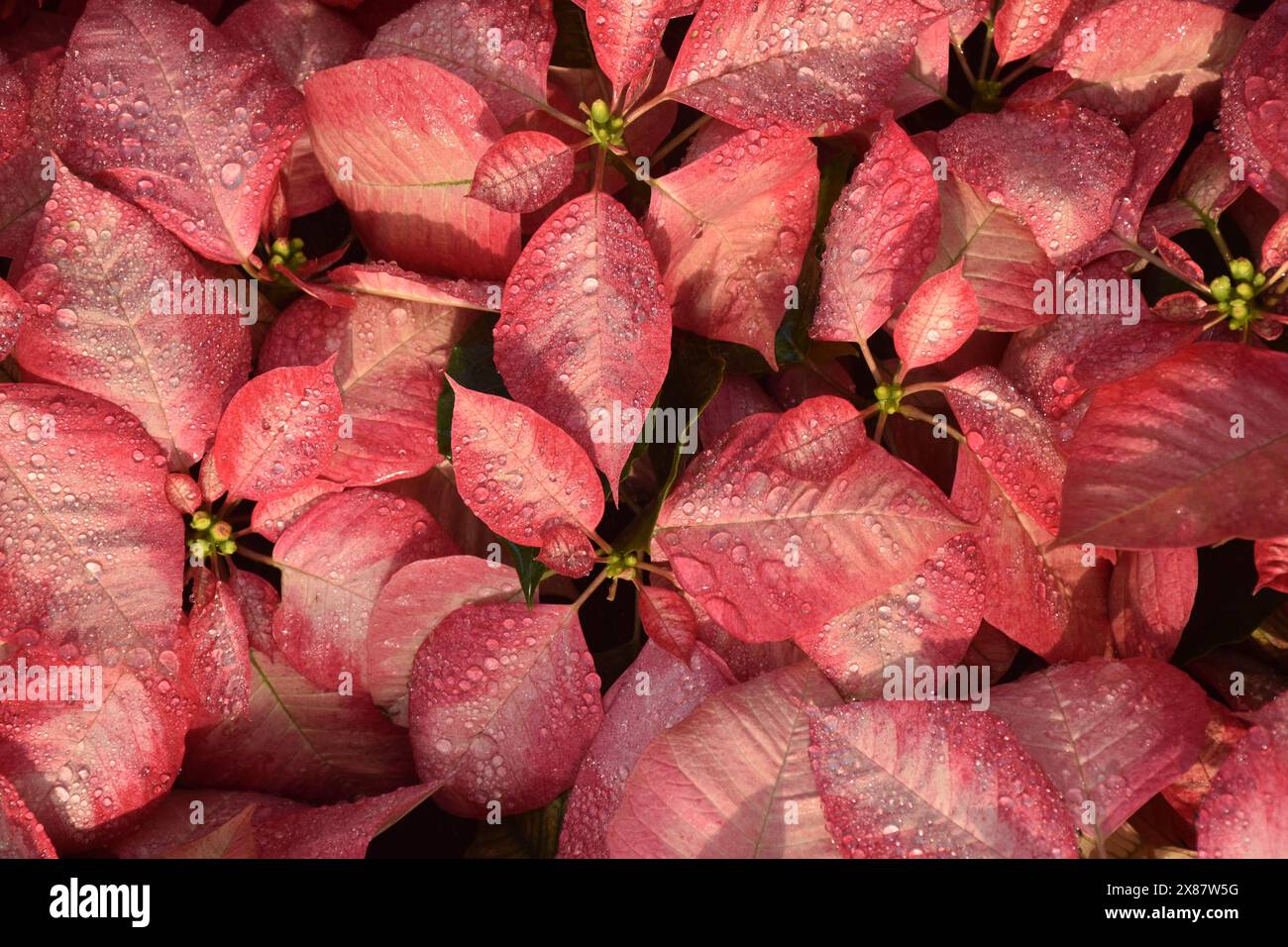 pink, white, red gorgeous poinsettia christmas plant leaves , plants in the garden Stock Photo