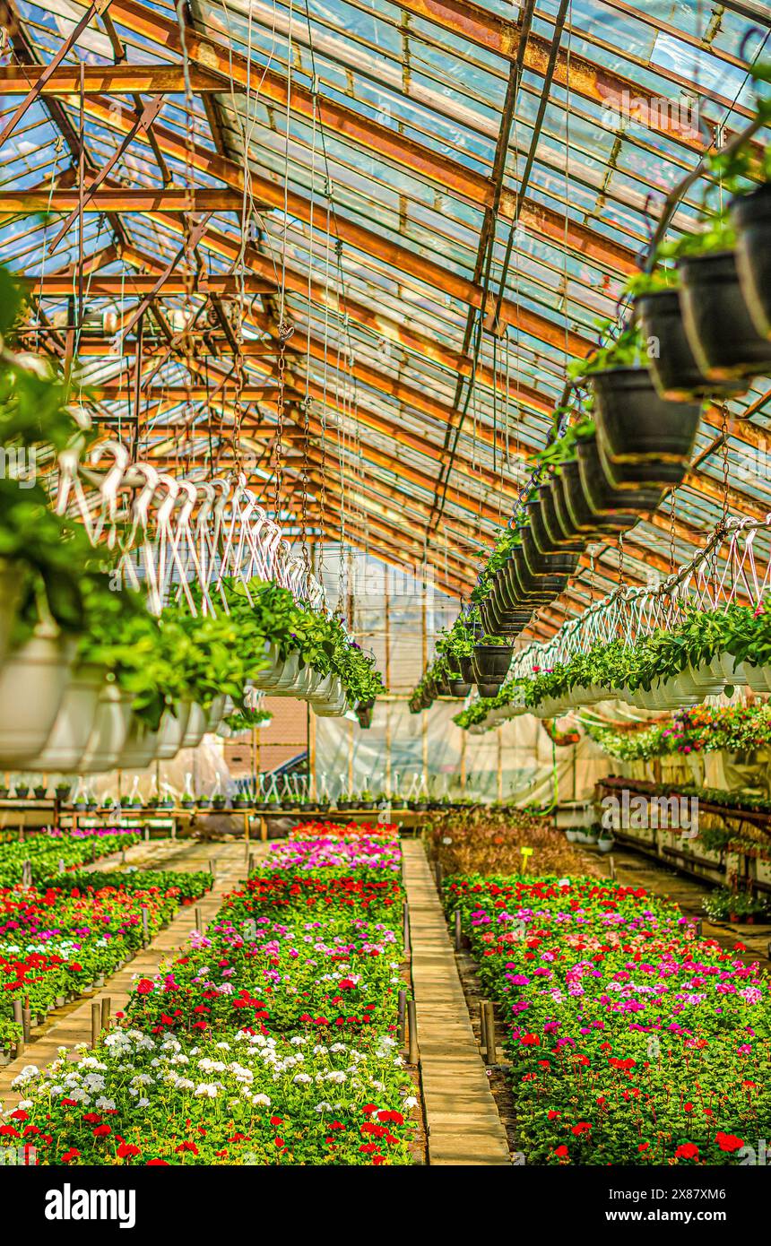 Greenhouses inside flower farm hi-res stock photography and images - Alamy