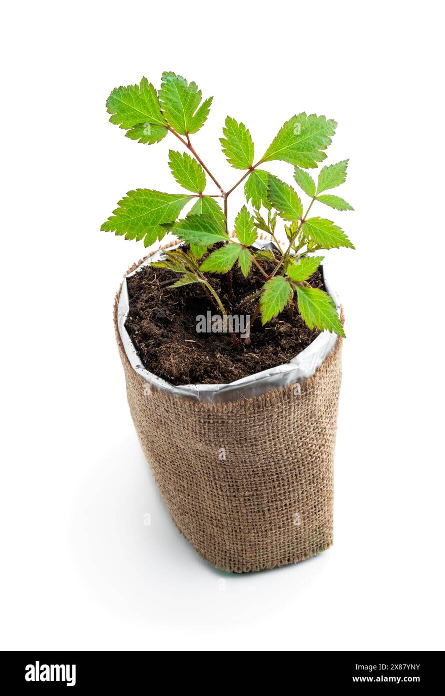 Young  Astilbe plant grow in decorative pot isolated on white Stock Photo
