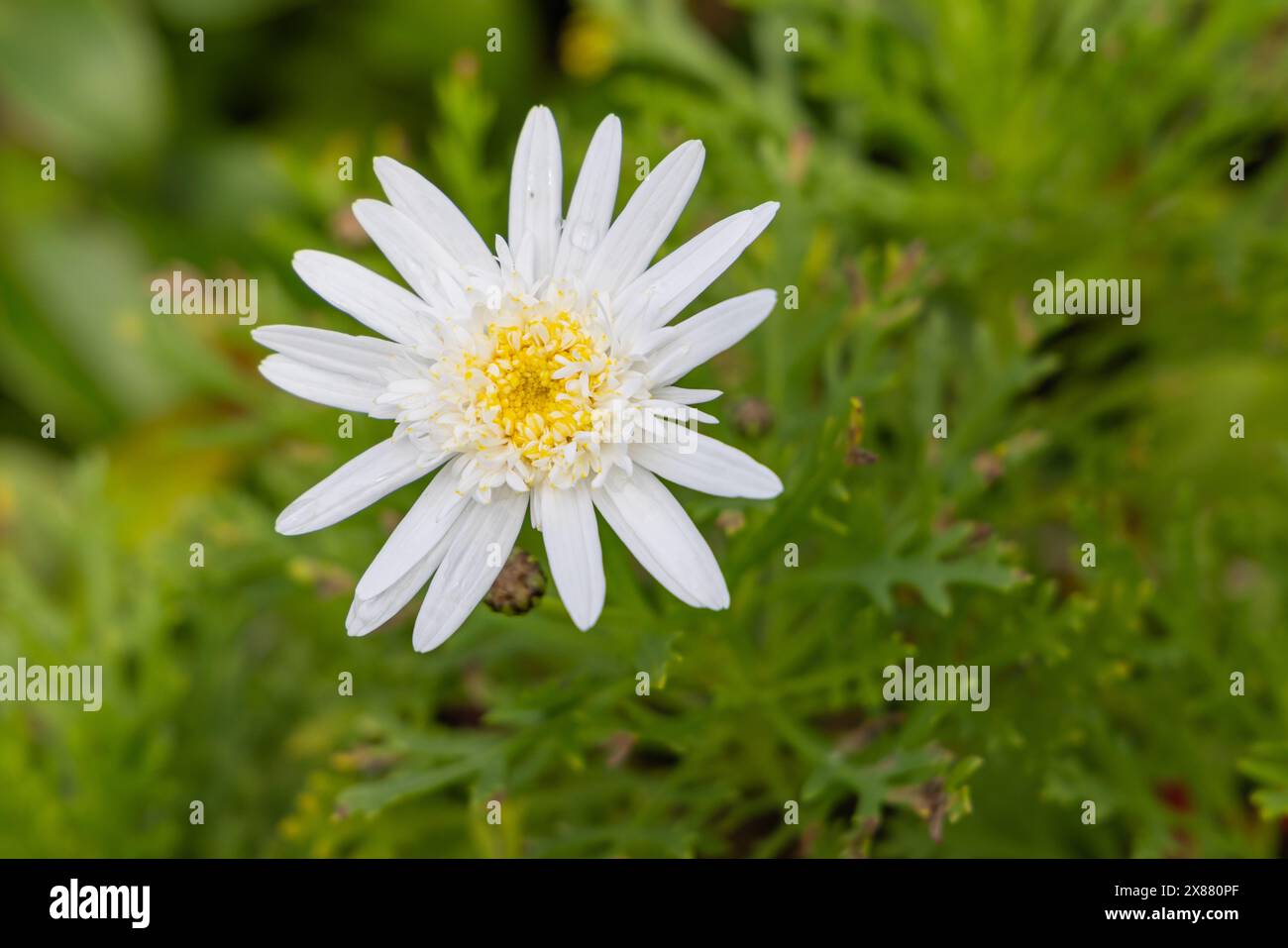 Aldeia da Cuada, Flores, Azores, Portugal. White wildflowers on Flores ...