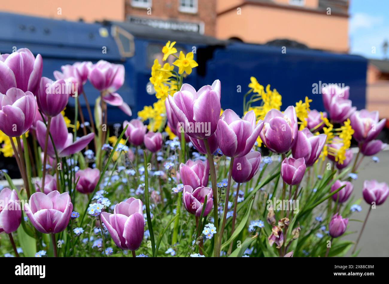 Photograph of Daffodils and Tulips in the foreground and the Steam locomotive Blue Peter in the background. Stock Photo