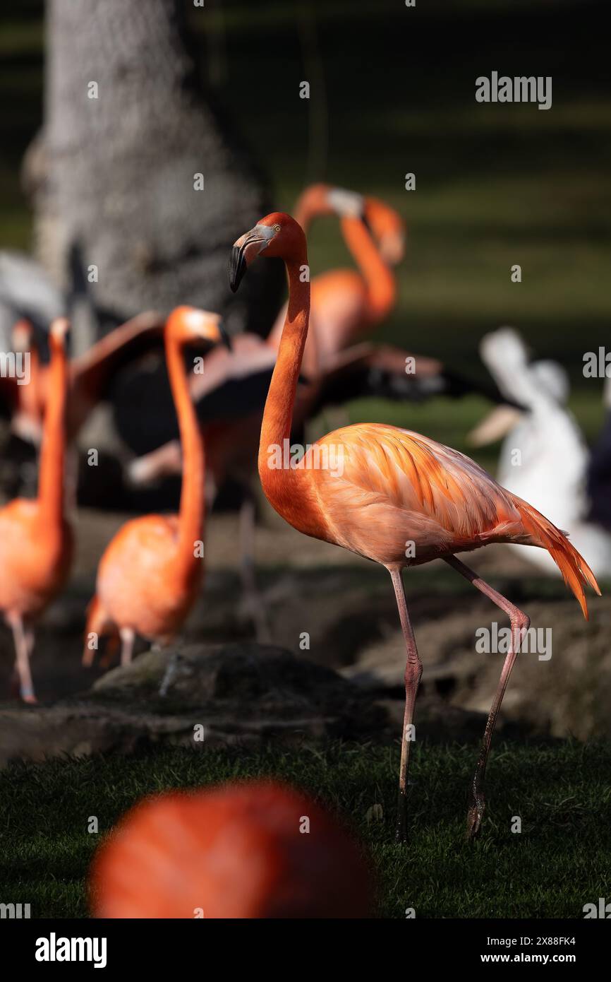 beautiful flamingos with their pink plumage, yellow eyes and black beaks, in the park in the sun. Stock Photo