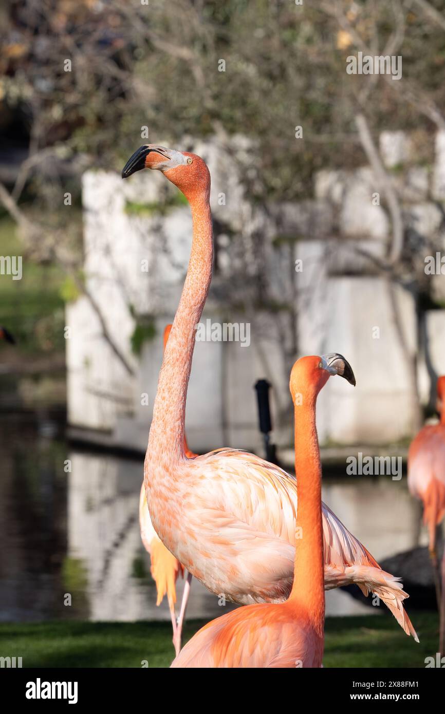 beautiful flamingos with their pink plumage, yellow eyes and black beaks, in the park in the sun Stock Photo