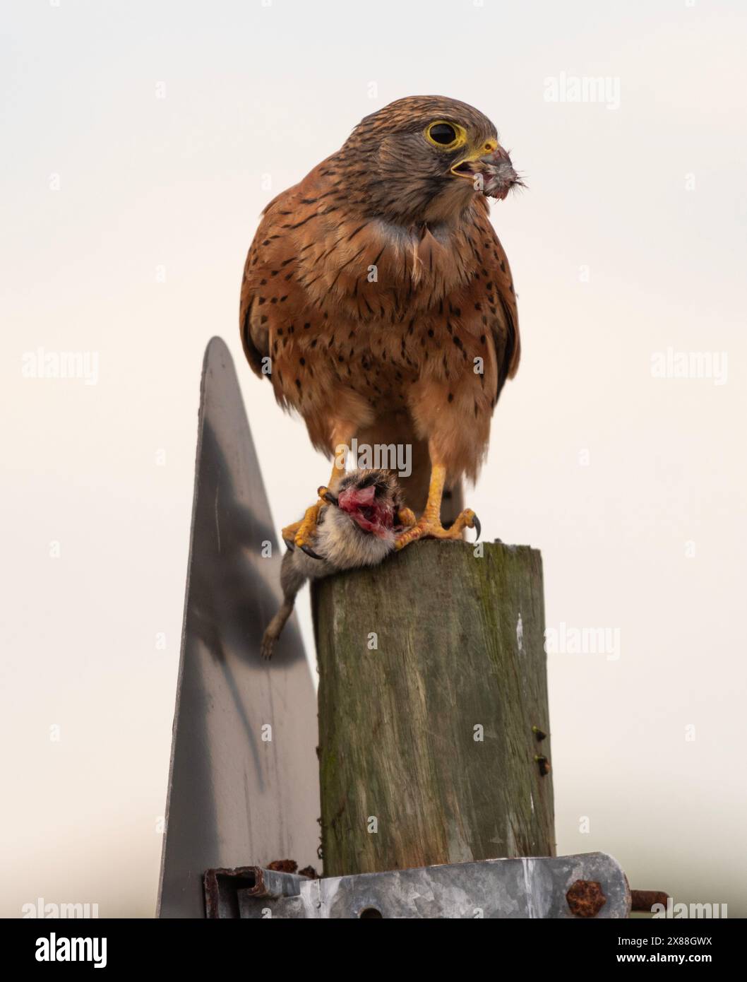 Langebaan West Coast South Africa. 20.04.2024.  Rock Kestrel eating a. mouse along the west coast at Langebaan Southern African. Stock Photo