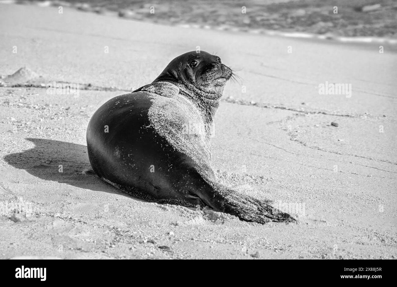 Hawaiian Monk Seal (Neomonachus schauinslandi) on Tern Island in the Hawaiian Islands National Wildlife Refuge. Stock Photo