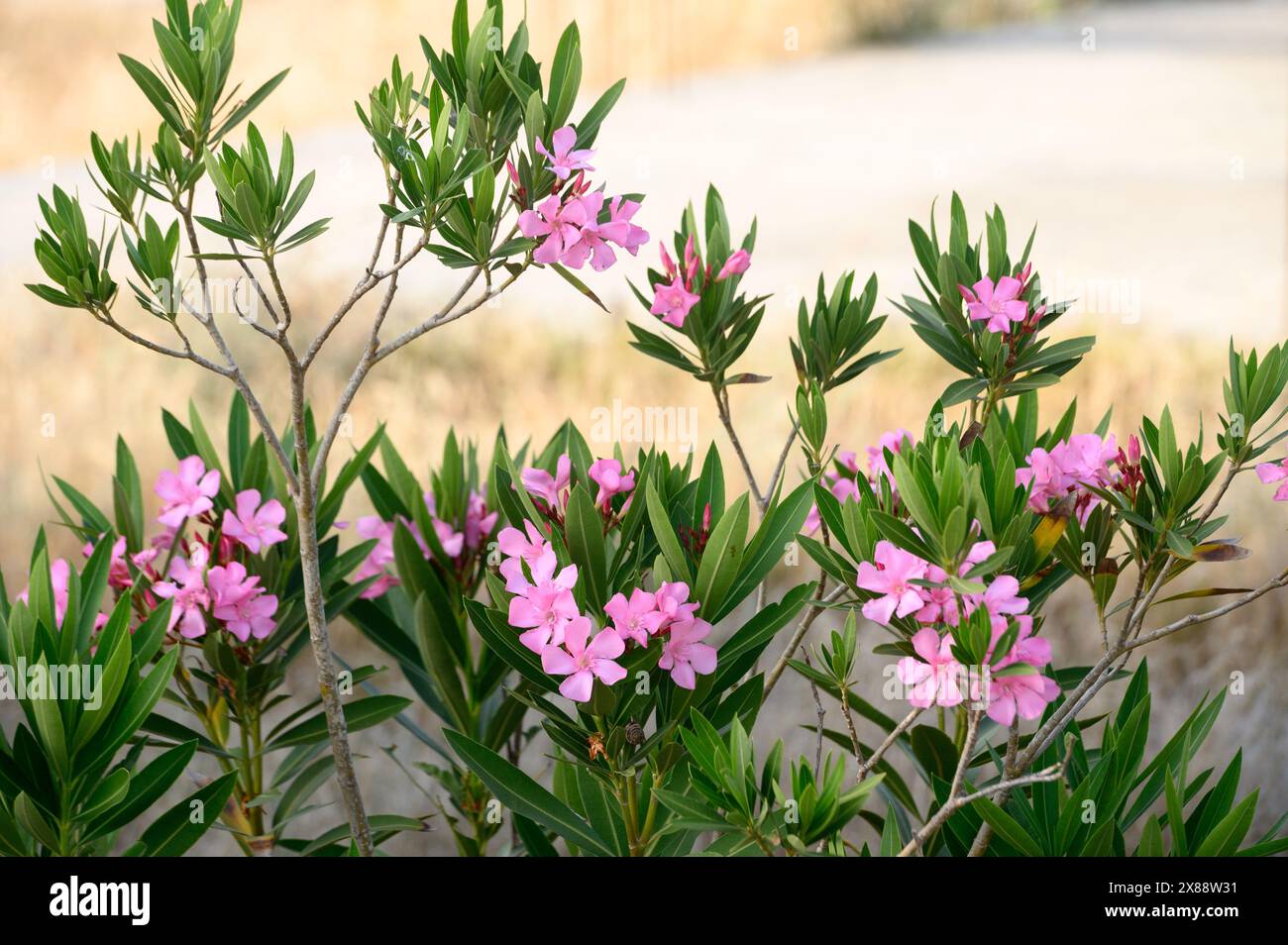 Pink Oleander. Poisonous shrub from roots to flowers. Cyprus Stock