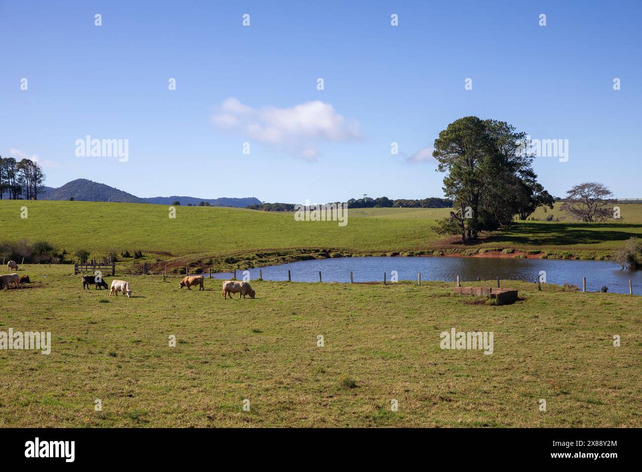 Australian farmland around Dorrigo town on Waterfall way in regional New South Wales, cattle farming land with water dam storage, Australia,autumn day Stock Photo