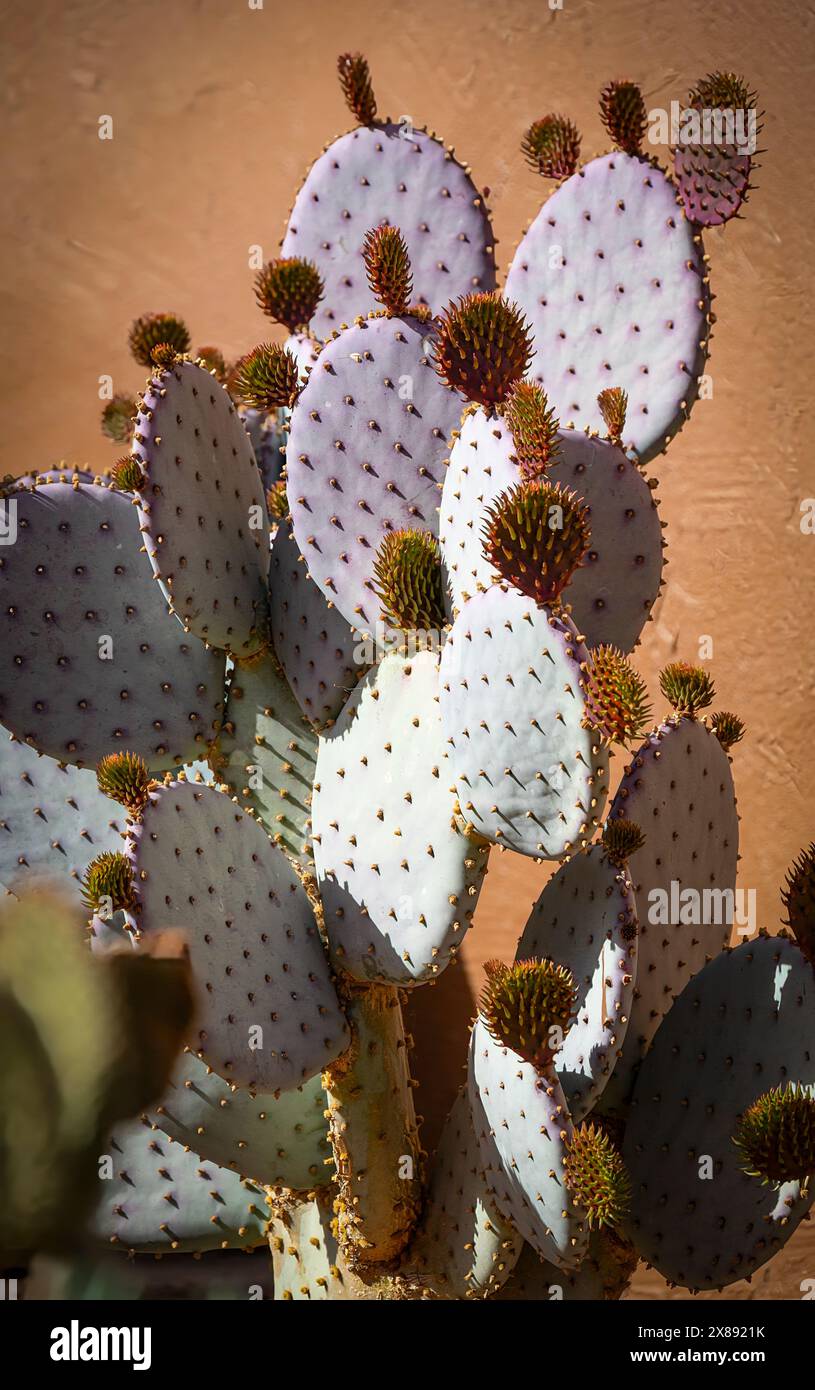 A young purple Santa Rita prickly pear, is sprouting new spring pads, the Opuntia violacea's purple is rare in cacti, in Southern New Mexico Stock Photo