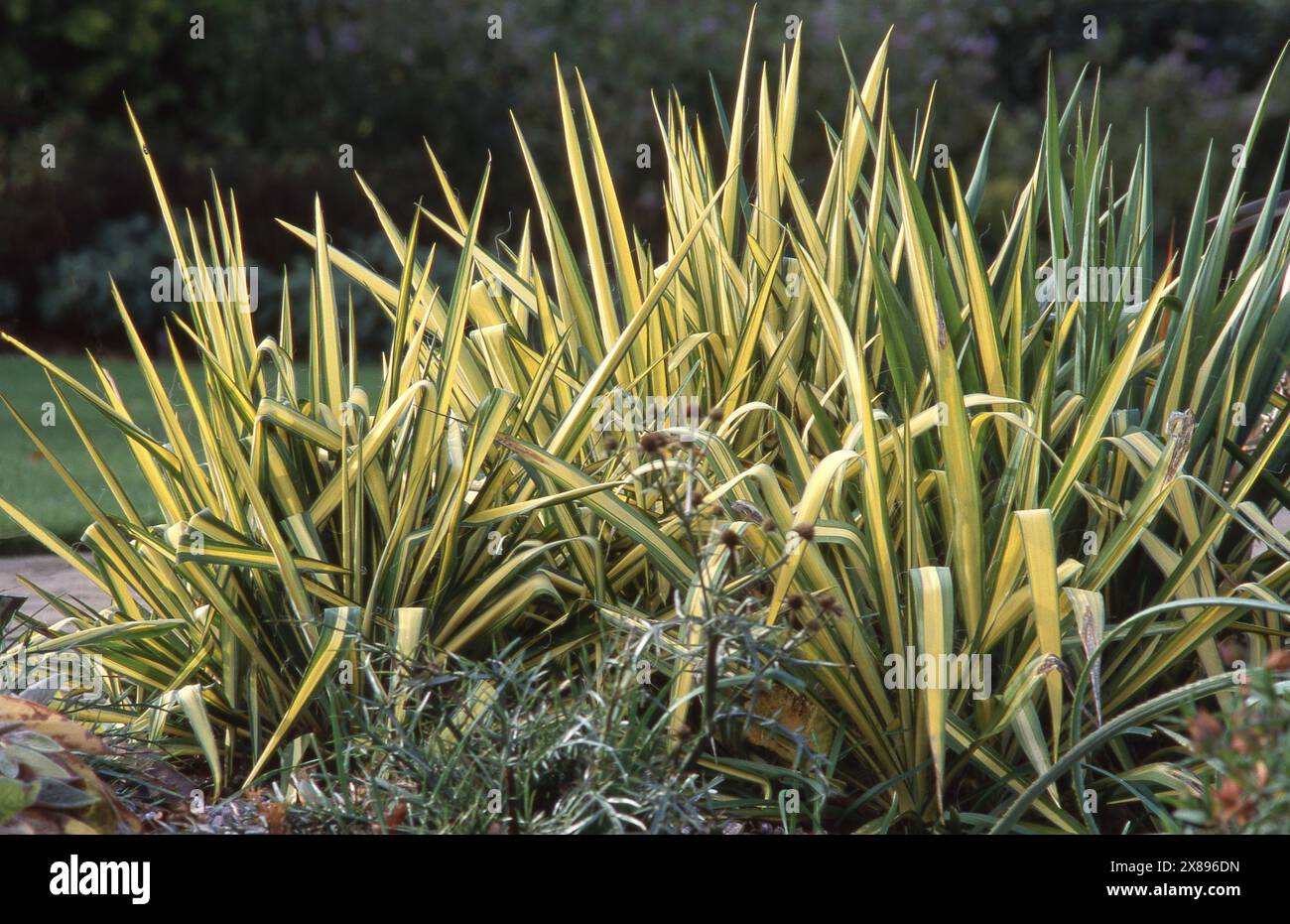 ÝUCCA FLACÇIDA 'GOLDEN SWORD' COMMONLY KNOWN AS BEAR GRASS OR ADAMS NEEDLE. Stock Photo