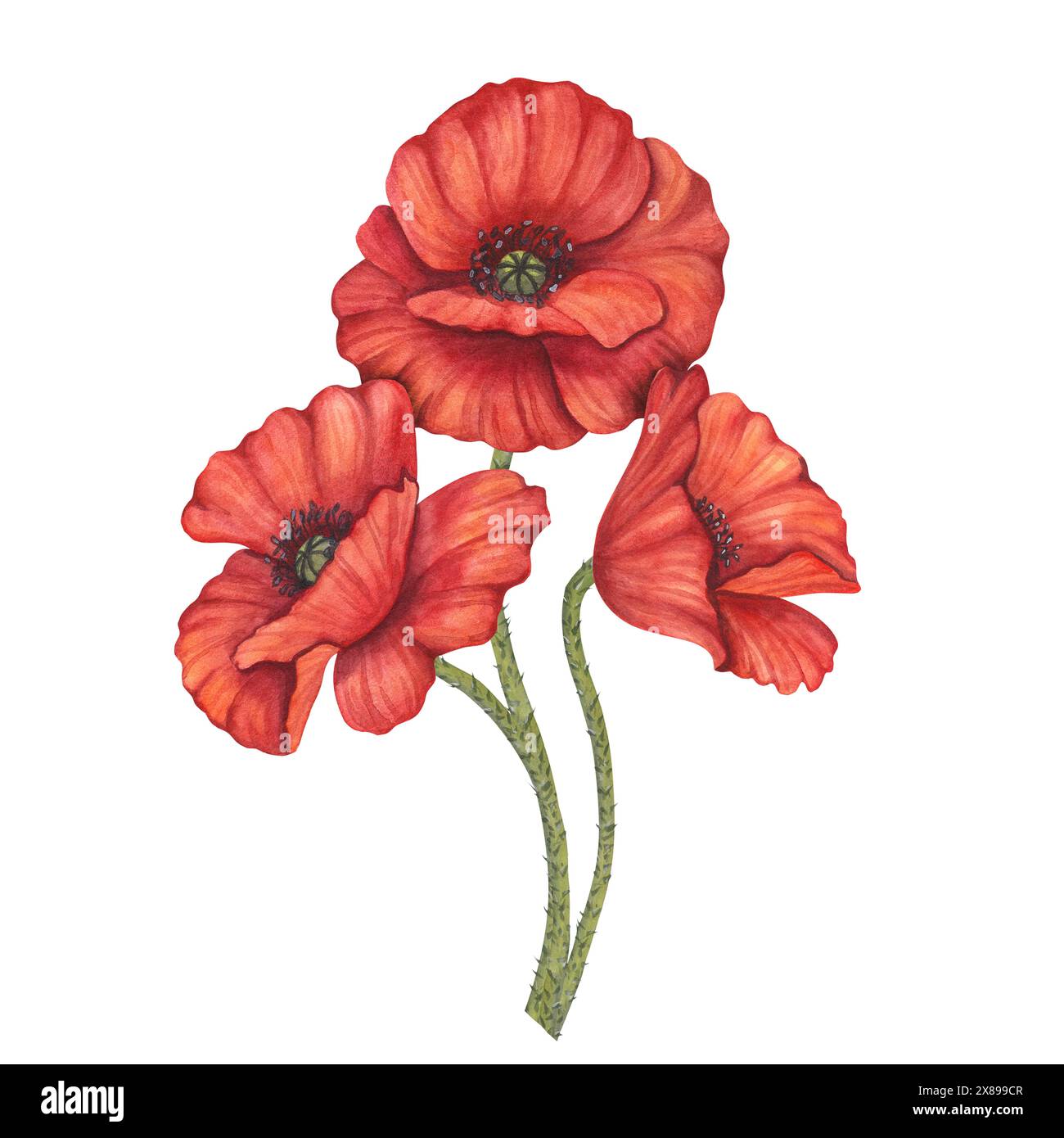 Red poppy flowers bunch, bud, stems. Memorial Day in USA, Anzac Day in ...