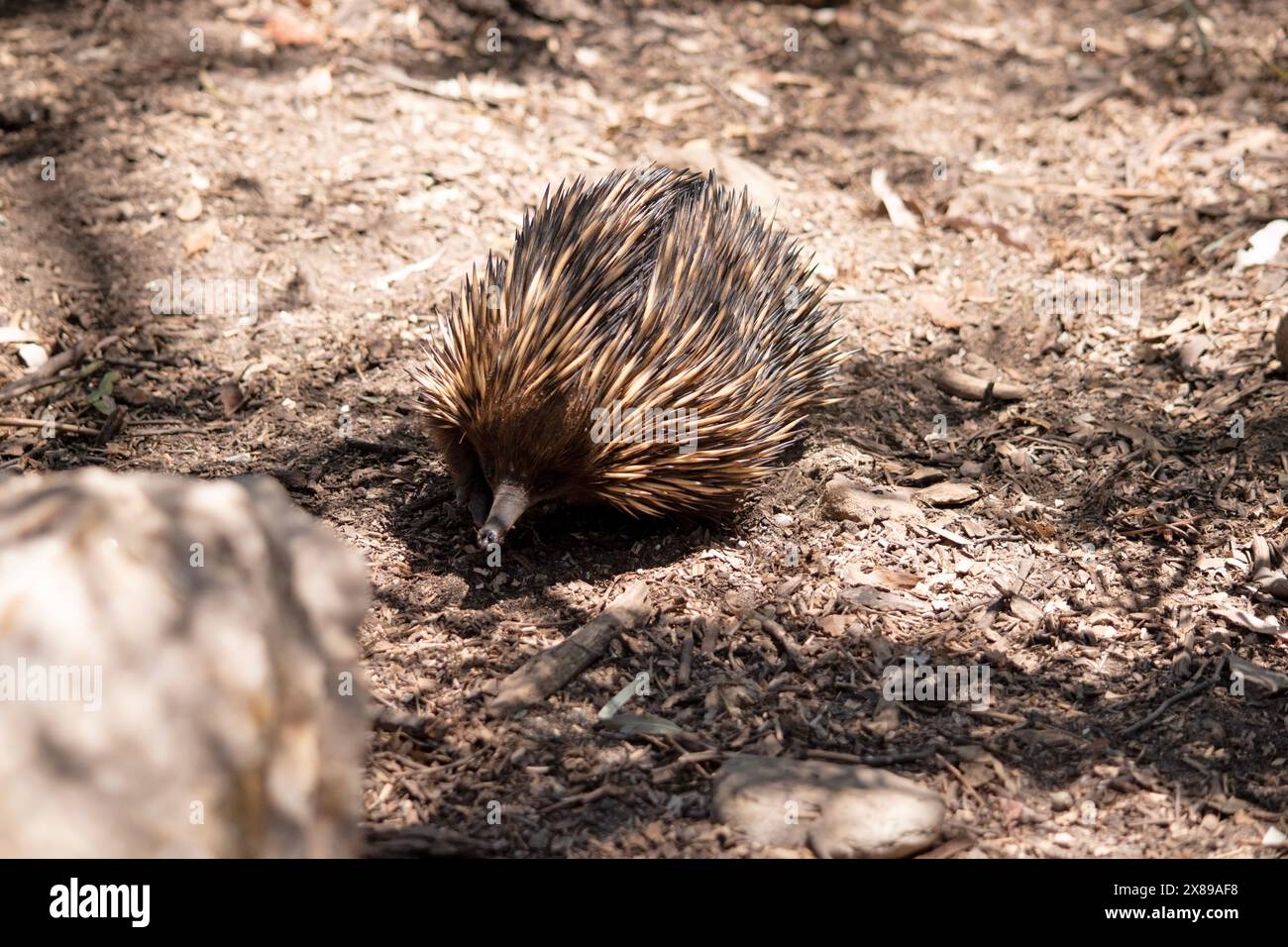 the short nosed has strong-clawed feet and spines on the upper part of ...